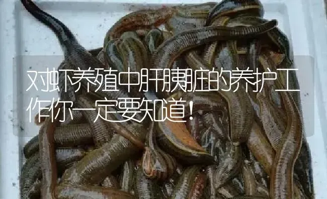 对虾养殖中肝胰脏的养护工作你一定要知道！ | 特种养殖