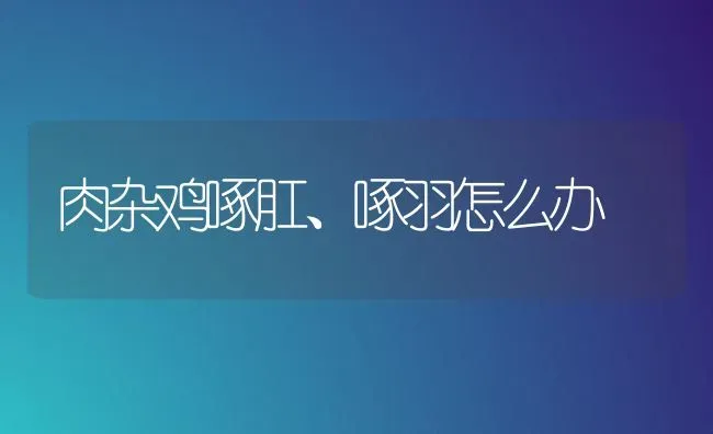 肉杂鸡啄肛、啄羽怎么办 | 家禽养殖