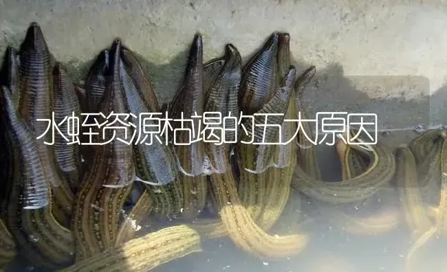 水蛭资源枯竭的五大原因 | 特种养殖