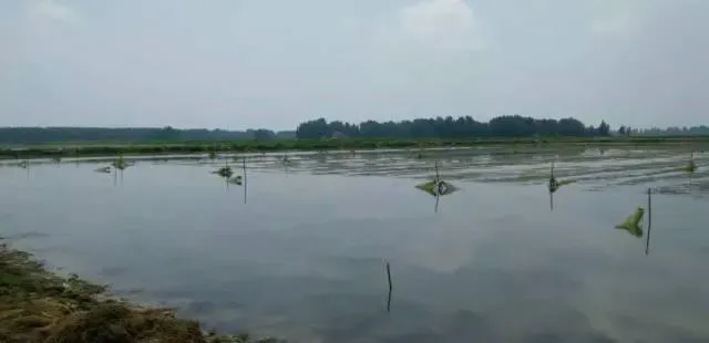 养小龙虾的注意了！别人比你赚得多，可能是因为先发现了这12个问题