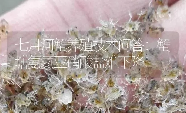 七月河蟹养殖技术问答：蟹塘氨氮亚硝酸盐难下降 | 淡水养殖