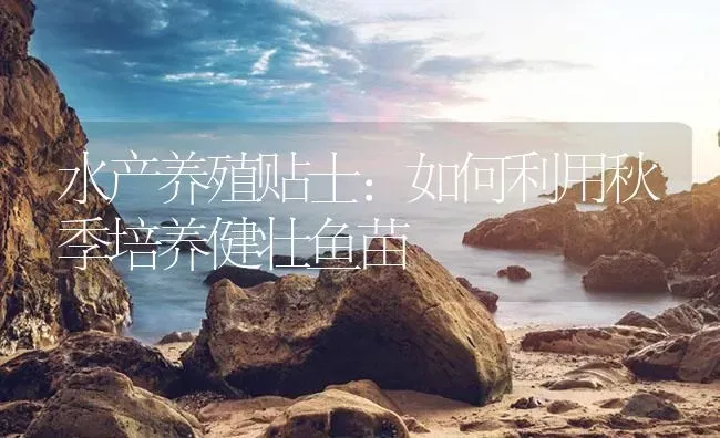 水产养殖贴士：如何利用秋季培养健壮鱼苗 | 淡水养殖