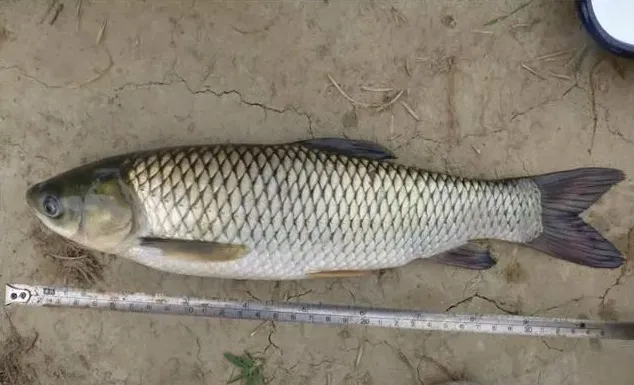 澳华鱼安康加生物净水宝—降低养鱼成本的黄金搭档