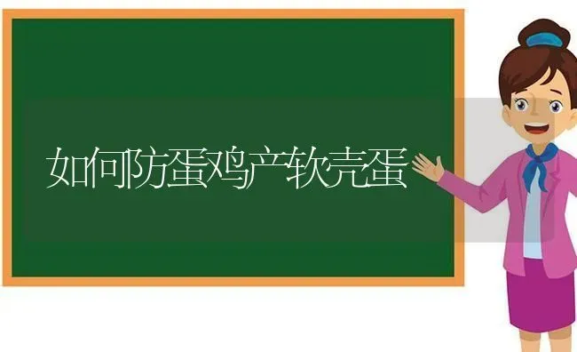 如何防蛋鸡产软壳蛋 | 家禽养殖