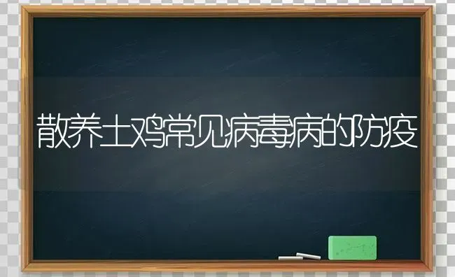 散养土鸡常见病毒病的防疫 | 家禽养殖