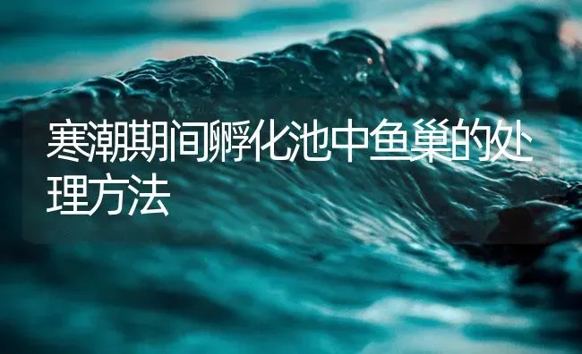 寒潮期间孵化池中鱼巢的处理方法 | 淡水养殖