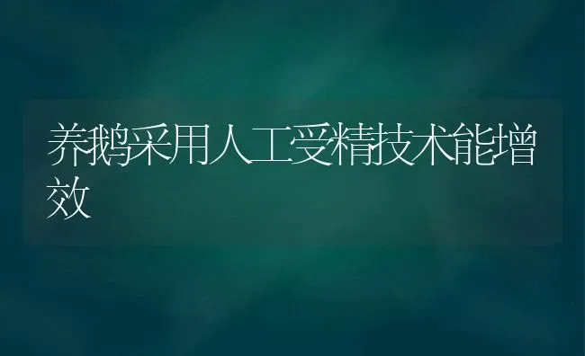 养鹅采用人工受精技术能增效 | 家禽养殖