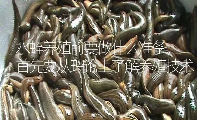 水蛭养殖前要做什么准备，首先要从理论上了解养殖技术 | 特种养殖
