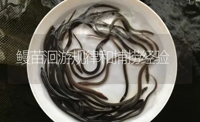 鳗苗洄游规律和捕捞经验 | 淡水养殖