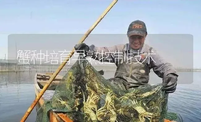 蟹种培育早熟控制技术 | 淡水养殖