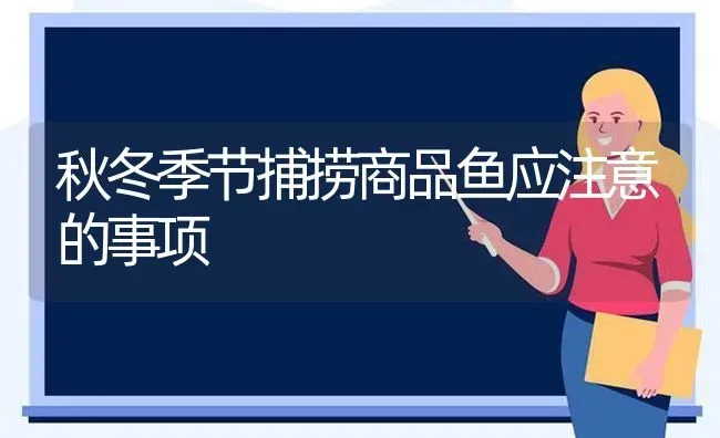 秋冬季节捕捞商品鱼应注意的事项 | 动物养殖百科