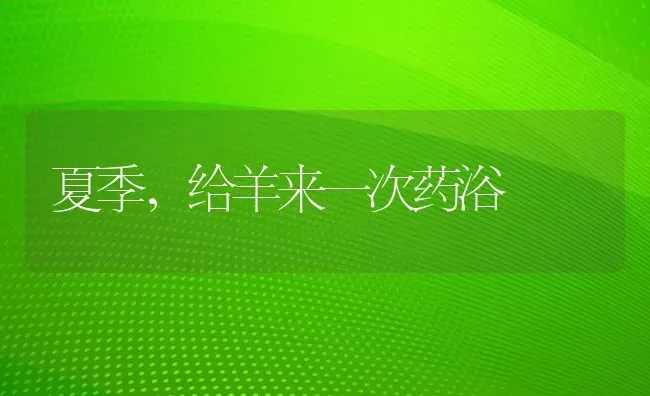 夏季，给羊来一次药浴 | 养殖病虫害防治