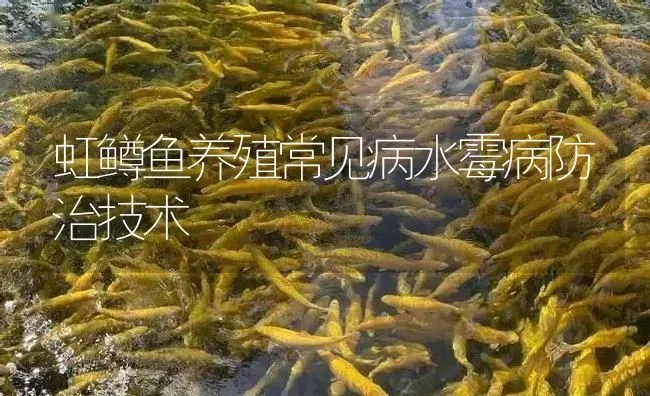 虹鳟鱼养殖常见病水霉病防治技术 | 淡水养殖