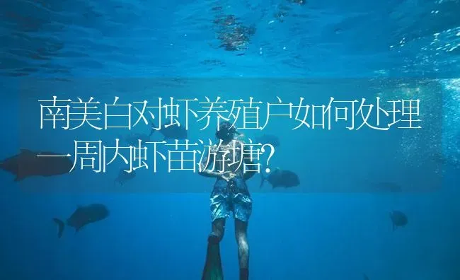 南美白对虾养殖户如何处理一周内虾苗游塘？ | 海水养殖