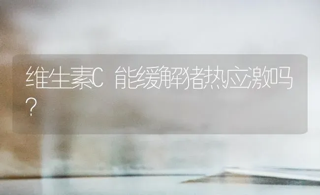 维生素C能缓解猪热应激吗？ | 家畜养殖