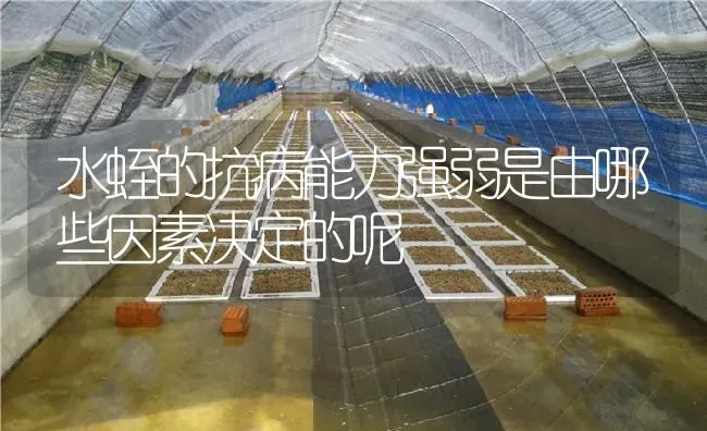 水蛭的抗病能力强弱是由哪些因素决定的呢 | 特种养殖