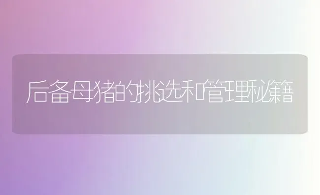 后备母猪的挑选和管理秘籍 | 家畜养殖