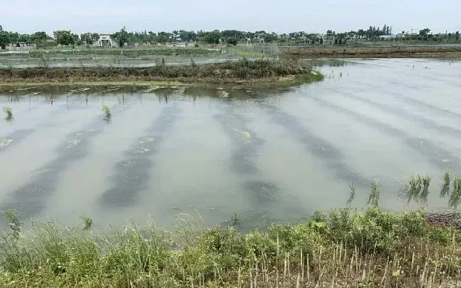 梅雨季节河蟹养殖户该如何保草