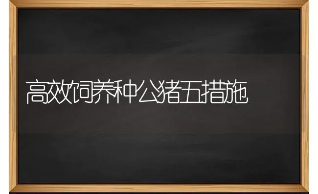 高效饲养种公猪五措施 | 家畜养殖