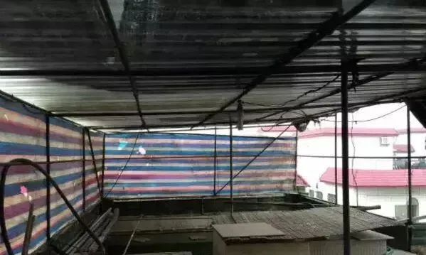 气温急降说龟眠：关于乌龟冬眠的六个问题