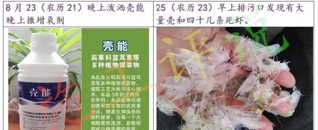 说说对虾养殖过程中的脱壳+底脏问题