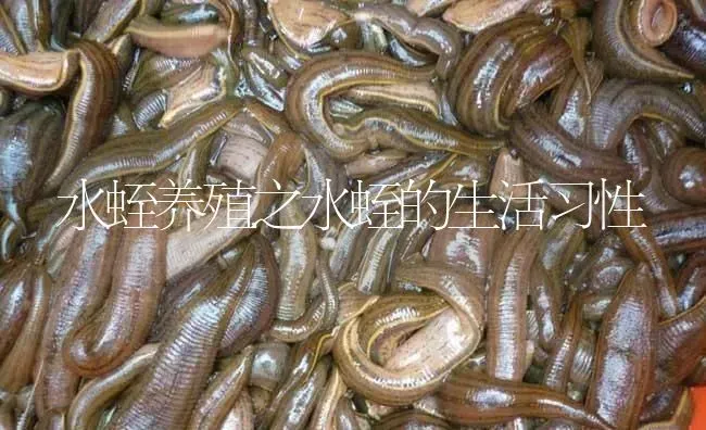 水蛭养殖之水蛭的生活习性 | 特种养殖
