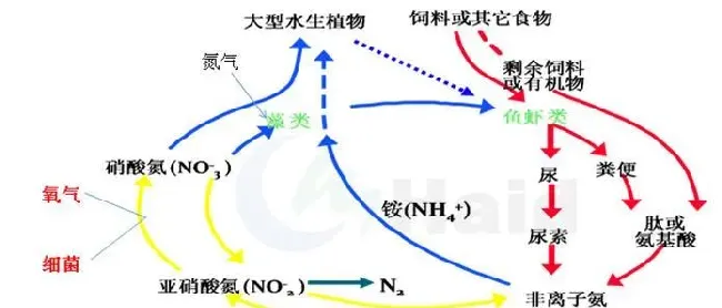 7-8月份投喂高峰期，鱼塘潜在的风险问题您都知道吗？