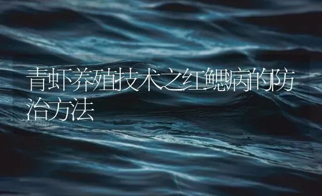 青虾养殖技术之红鳃病的防治方法 | 海水养殖