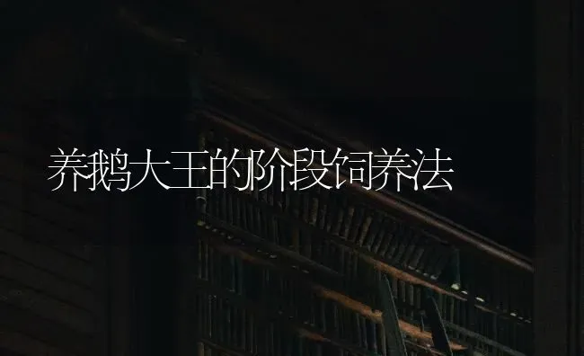 养鹅大王的阶段饲养法 | 家禽养殖