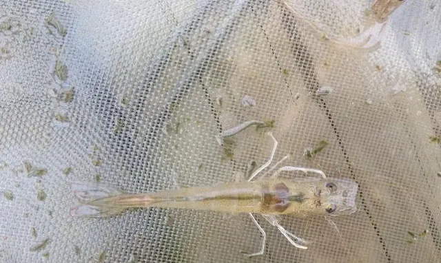 一例南美白对虾肠炎病处理方法介绍