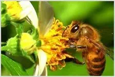 蜜蜂养殖技术之生活环境的要求 | 动物养殖知识