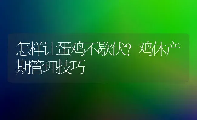 怎样让蛋鸡不歇伏？鸡休产期管理技巧 | 家禽养殖