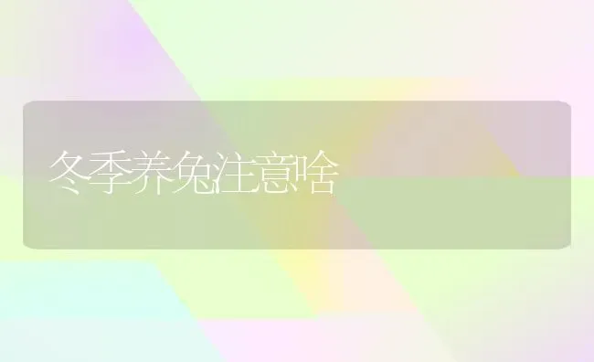 冬季养兔注意啥 | 家畜养殖