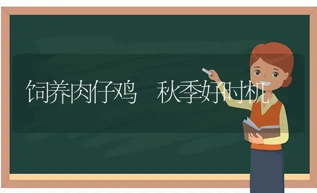 饲养肉仔鸡 秋季好时机 | 家禽养殖