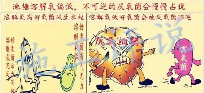 微生物是把双刃剑，养殖户要合理使用才能发挥最大效果