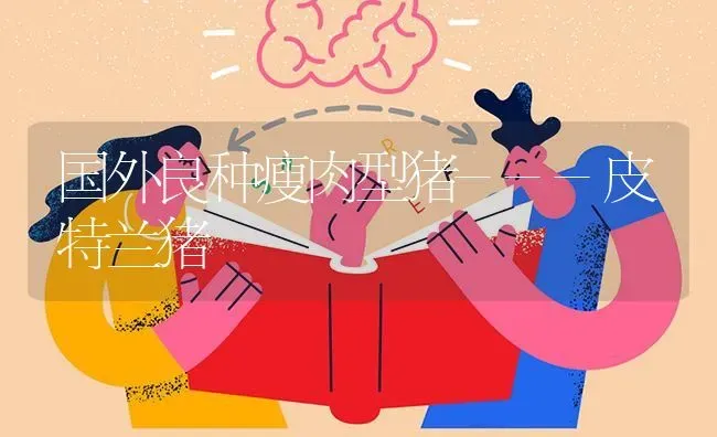 国外良种瘦肉型猪---皮特兰猪 | 家畜养殖
