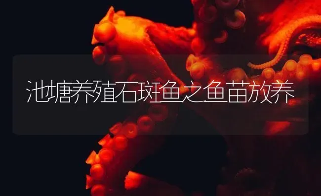 池塘养殖石斑鱼之鱼苗放养 | 海水养殖