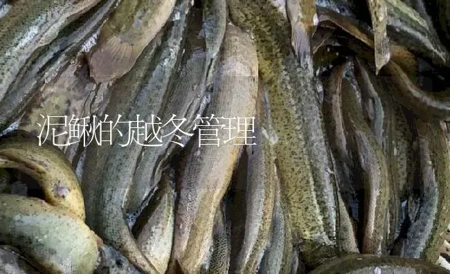 泥鳅的越冬管理 | 淡水养殖