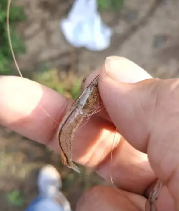 南美白对虾“飞边”的正确打开方式