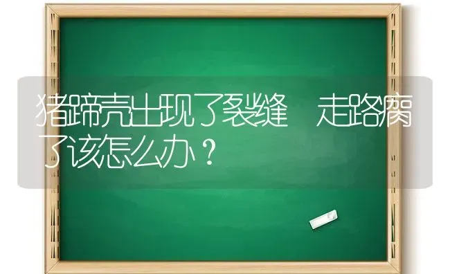 猪蹄壳出现了裂缝 走路瘸了该怎么办？ | 家畜养殖