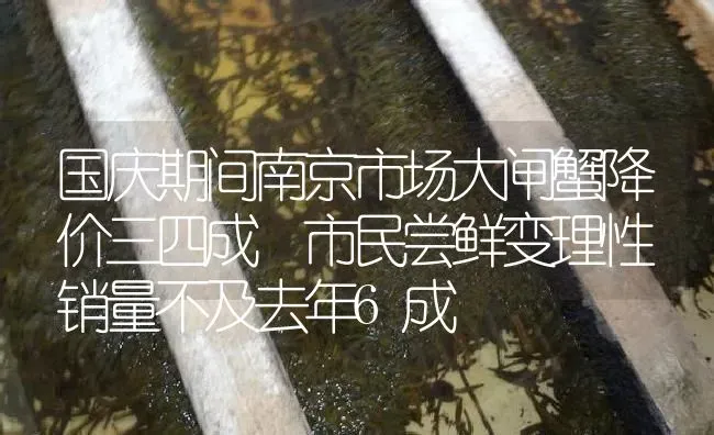 国庆期间南京市场大闸蟹降价三四成 市民尝鲜变理性 销量不及去年6成 | 特种养殖