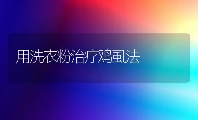 用洗衣粉治疗鸡虱法 | 家禽养殖