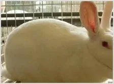 獭兔皮市场或将面临新一轮低谷 | 养殖动物技术