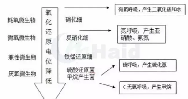 7-8月份投喂高峰期，鱼塘潜在的风险问题您都知道吗？