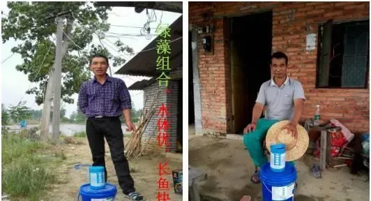 “绿藻”组合处理粪肥引起池塘黑水的案例分享