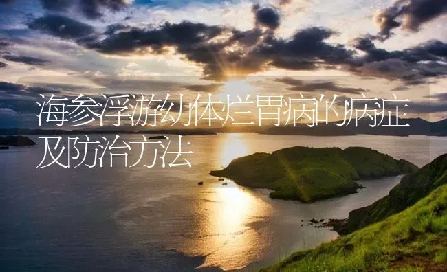 海参浮游幼体烂胃病的病症及防治方法 | 海水养殖