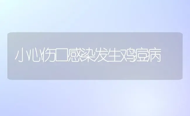 小心伤口感染发生鸡痘病 | 家禽养殖