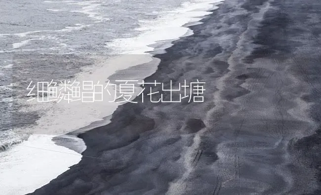 细鳞鲳的夏花出塘 | 海水养殖