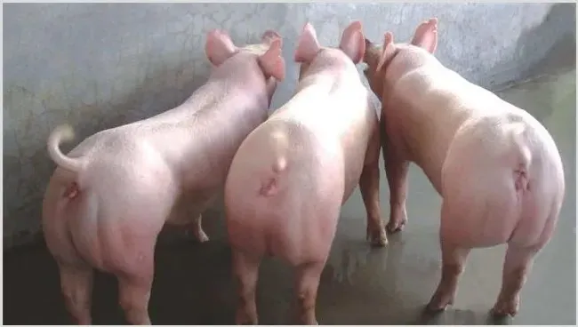 二元母猪养殖技术 | 养殖动物技术