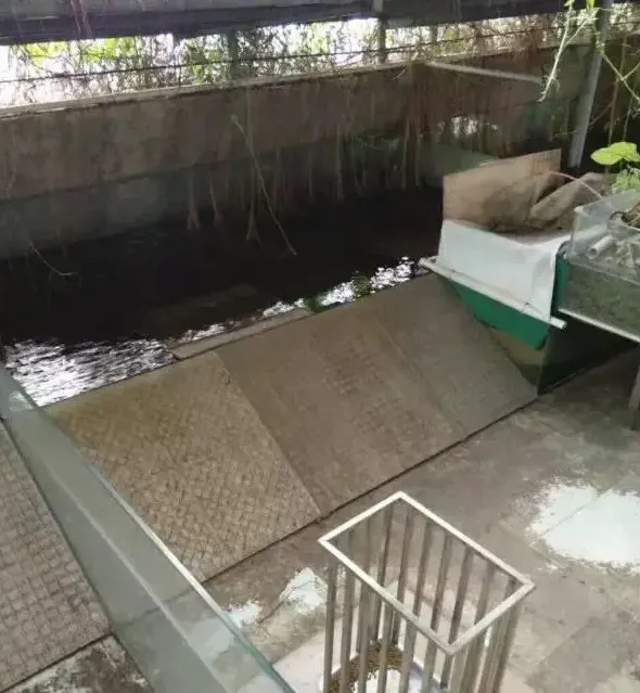 气温急降说龟眠：关于乌龟冬眠的六个问题